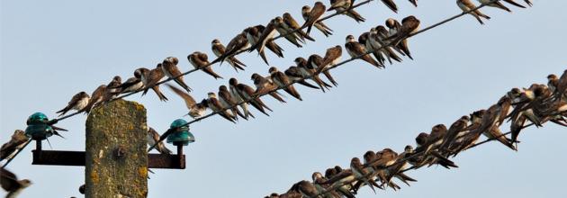 Schwalben auf Telefonleitung