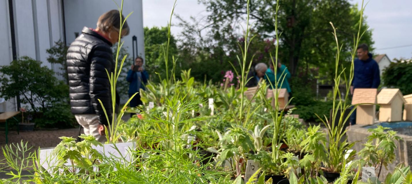 Frühlingsmarkt NVV Buchs