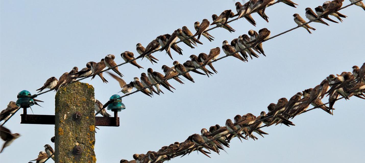 Schwalben auf Telefonleitung
