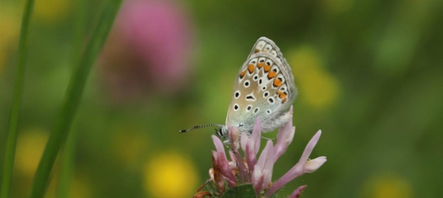 Schmetterlings-Exkursion