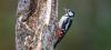 Buntspecht
